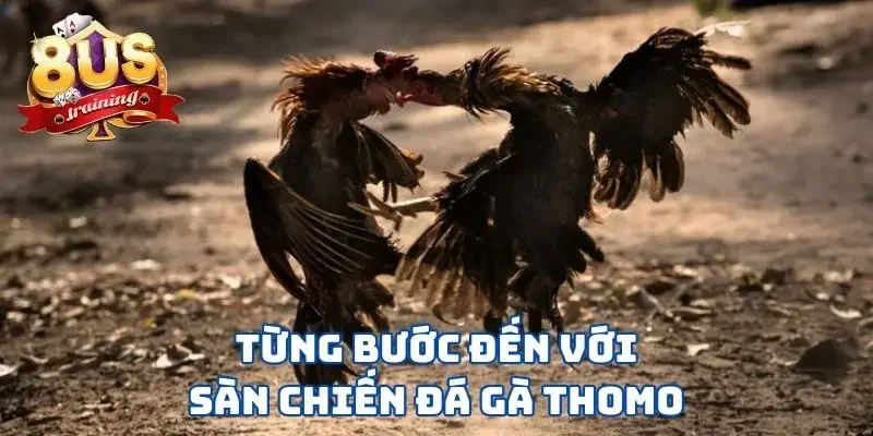 Từng bước đến với sàn chiến đá gà Thomo